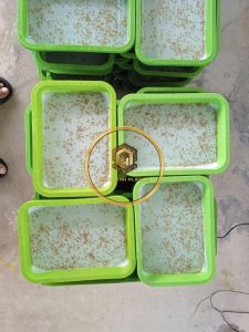 khay nhựa tại Cà Mau